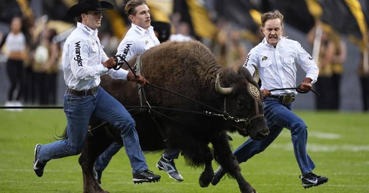 Home on the ranch: Colorado's live mascot Ralphie VI retires from field, replacement in training
