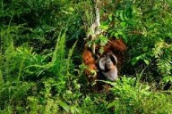 US demand for RVs fuels deforestation on Indonesia’s Borneo: NGOs