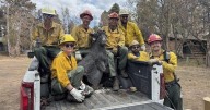 A Grand Canyon mascot is recovered from the rubble. Can Brighty the Burro be restored?