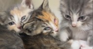 Dozens of cats rescued from one property in Rock County