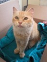OCHS adoptable pet: Cheesecake is as sweet as her name