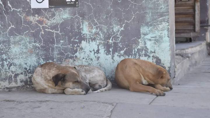Llega Croquetón Estatal 2025 a Guanajuato: ¿Qué es y cuándo será?