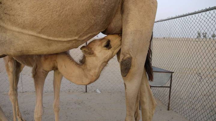 ‘Camel Milk Revolution’ Is Improving Nutrition in Somalia and Creating Jobs