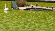 Con Málaga critica "el abandono" del lago del Parque del Oeste