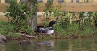 Early loon census results show population to be ‘far under’ expectations