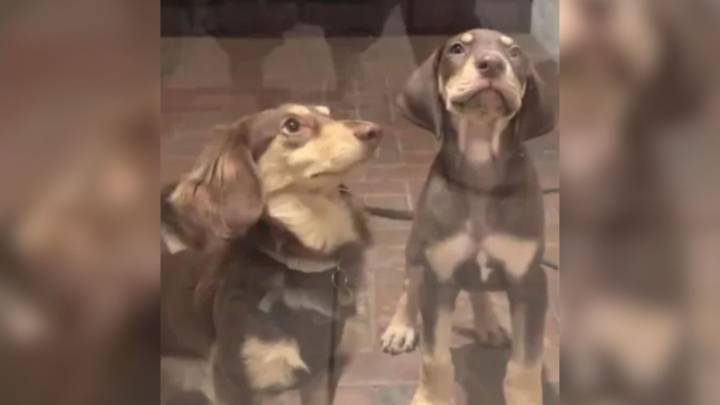 Dachshund Thinks His New Florida Puppy Sibling Looks Like Him, Until He's Shocked By What Happens Next