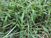 Crabgrass can be hard to deal with once established