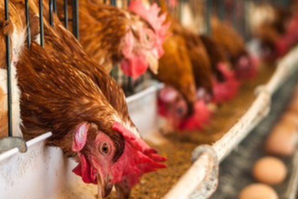 Argentina suspendió las exportaciones de productos aviares tras la confirmación de un caso de influenza aviar en Buenos Aires