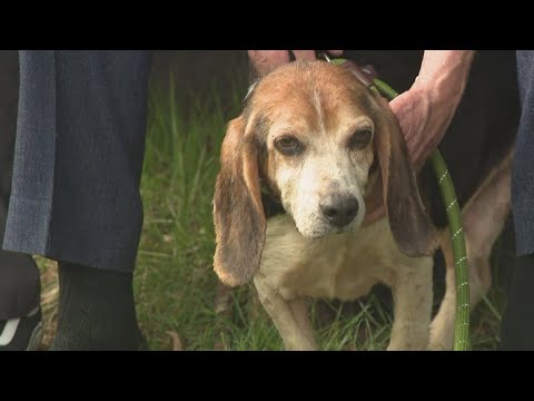 How you can help animals find their forever home