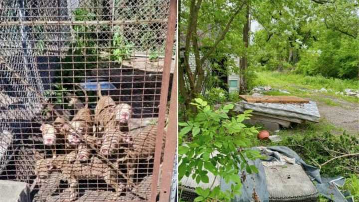 Indiana Resident Was Devastated When He Found Starving Puppies Left On Pile Of Mattresses
