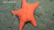 Rare deep-sea creatures find livestream fame