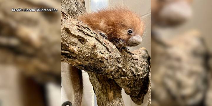 Prehensile-tailed porcupine born at Lincoln Children’s Zoo; a first in zoo’s history