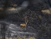 Colorado wildfires: Fire near Garfield County expected to worsen