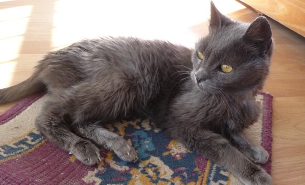 Día del Gato: por qué se festeja hoy en nuestro país y en el mundo