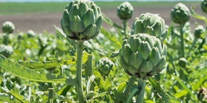 El efectivo té hecho con una planta medicinal que baja los niveles de colesterol y mejora la función hepática