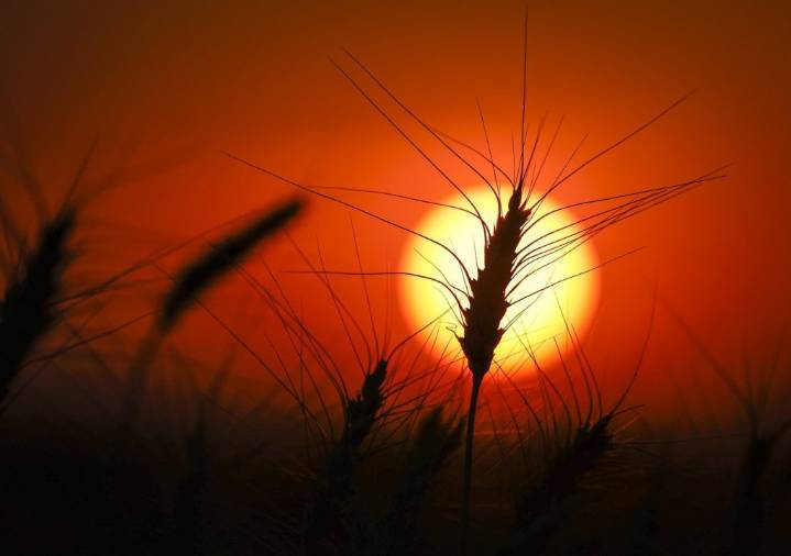Heat warning in Alberta, with daytime highs above 30 C