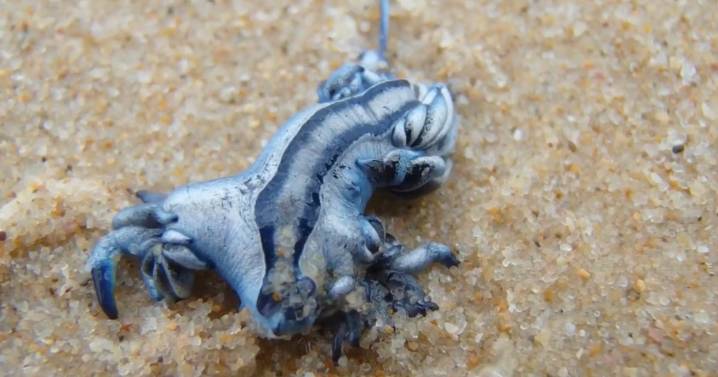 Brits warned as stretch of Costa Blanca coast shut after deadly sea creature invasion