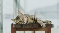 ¿Por qué tu gato trae animales muertos a casa? Poca gente lo sabe, pero es una conducta muy común