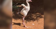 Baby flamingo wobbles around enclosure at Texas zoo