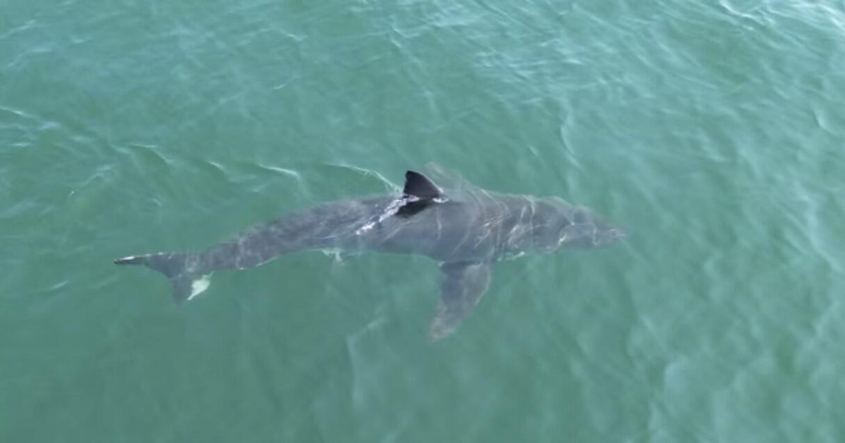 Drone video shows great white shark lurking near popular beaches in Maine, prompting police warning