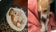 California Couple Adopts Odd-Behaving Dog, Then Learns The Reason Behind Her Behavior