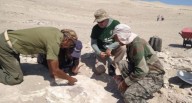 Ica: descubren restos fósiles completos de una especie de ave de hace 20 millones de años 