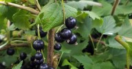 Currant workshops and family festival set for Aug. 23 at Georgeson pavilion