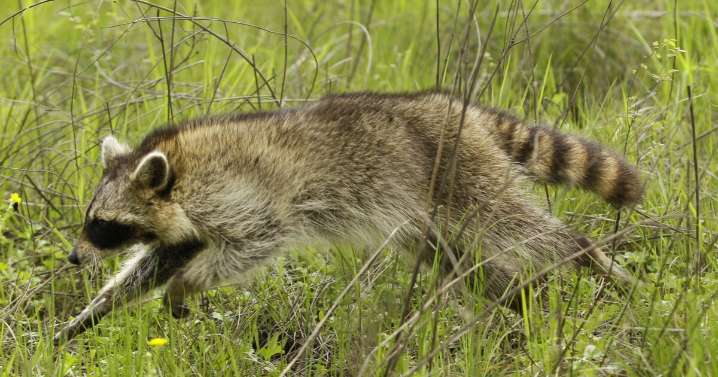 Raccoon in Mechanicsville tests positive for rabies, Virginia Department of Health warns