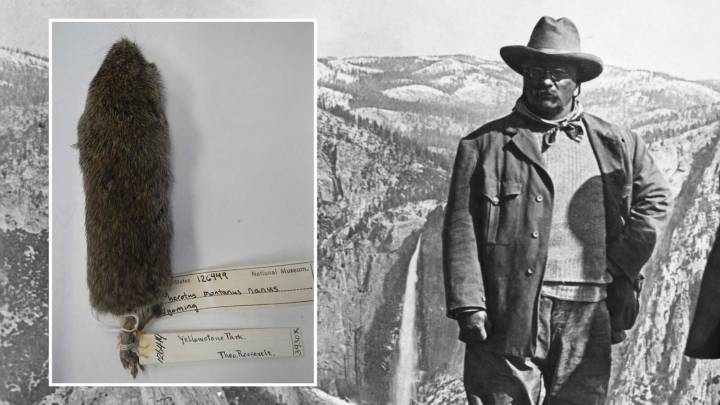 Wyoming History: Teddy Roosevelt Wanted Big Game In Yellowstone, But Settled For A Vole