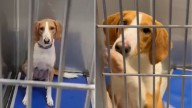 Broken-Hearted Pup Returned To North Carolina Shelter 3 Times Just Wants To Be Loved