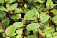 Es decorativa y comestible. La planta trepadora de rápido crecimiento que florece en invierno