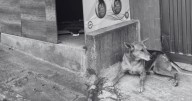Indignación en Pereira por hombre que mató a disparos a un perro porque estaba ladrando