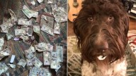 Pennsylvania Family’s Savings Vanish In An Instant When Their Dog Develops A Taste For Money