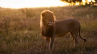 Era uno de los leones más queridos del mundo, pero ahora es el trofeo de un cazador