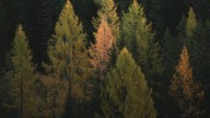 Quebec government renews promise to make changes to forestry reform bill