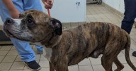 Man jailed after elderly dogs badly neglected