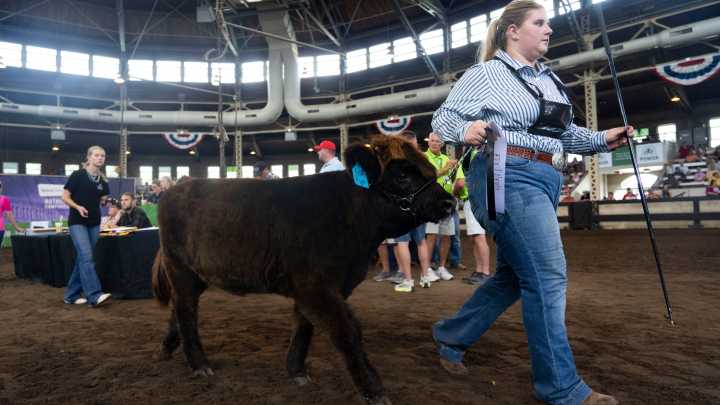 First-ever Highland cattle show draws crowds at the Iowa State Fair
