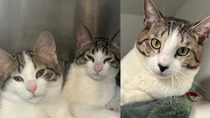 North Jersey's adoptable pets of the week: Apollo, Archer and Biggie