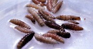 1st Human Case of Flesh-Eating Screwworm in Maryland: What Are the Symptoms?