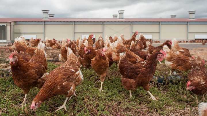 China prohíbe la importación de productos avícolas de España por los brotes de gripe aviar