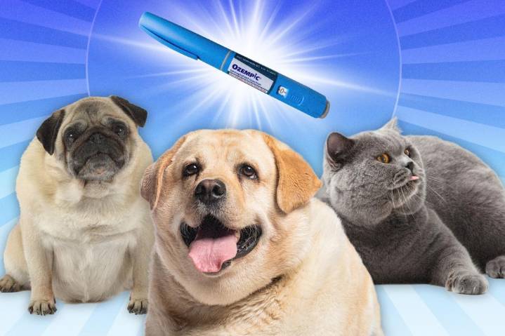 Ozempic for dogs could hit the market in three years