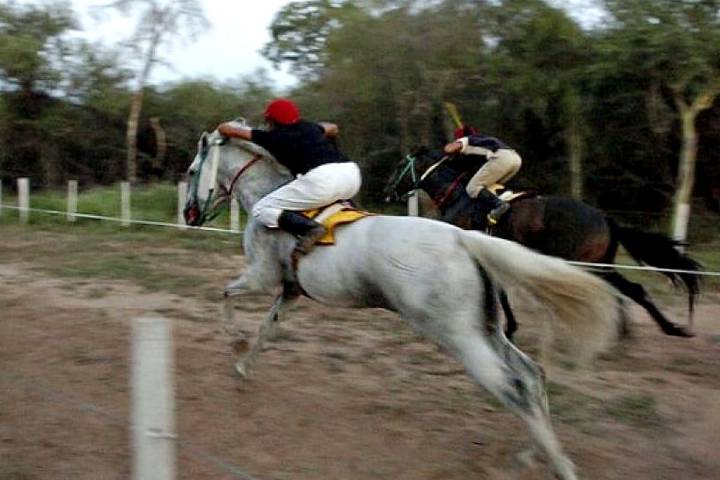 Tras la batalla campal en San Carlos | Senadora pide regularizar las carreras de caballos en Salta