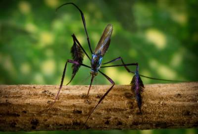 Detectan por primera vez en Manizales mosquito selvático transmisor de fiebre amarilla