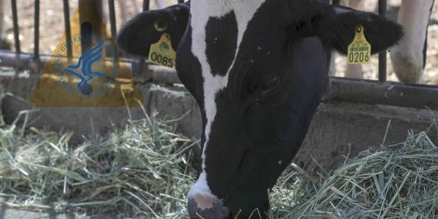 EU utilizará medicamentos de emergencia para combatir al gusano barrenador