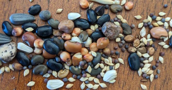Penn State Cover Crop Cocktails Study Findings and Future Studies