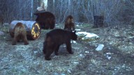 Why Trail Cameras Are OK For Hunting In Wyoming, But Live Feed Video Isn’t