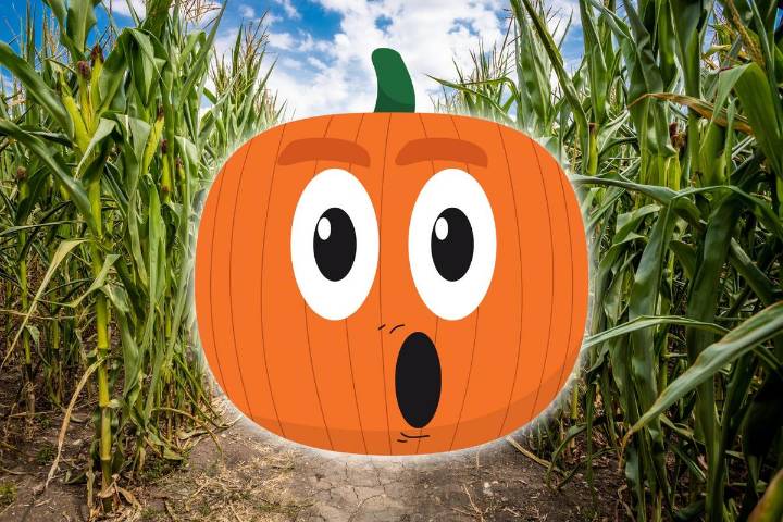 Illinois’ Largest Corn Maze Celebrates Back to the Future in 2025
