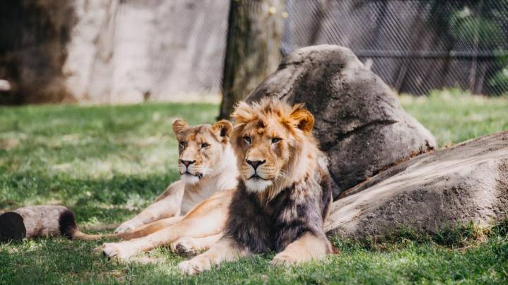 Denmark zoo asks people to donate their small pets as food for captive predators
