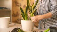 Pocos lo saben: cómo limpiar las hojas de tu sansevieria o lengua de suegra con un desecho de cocina