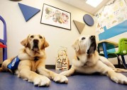 Partners with Families and Children’s courthouse dog program helps young people navigate tough experiences